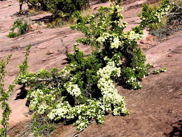 MoabFlowers (1199)